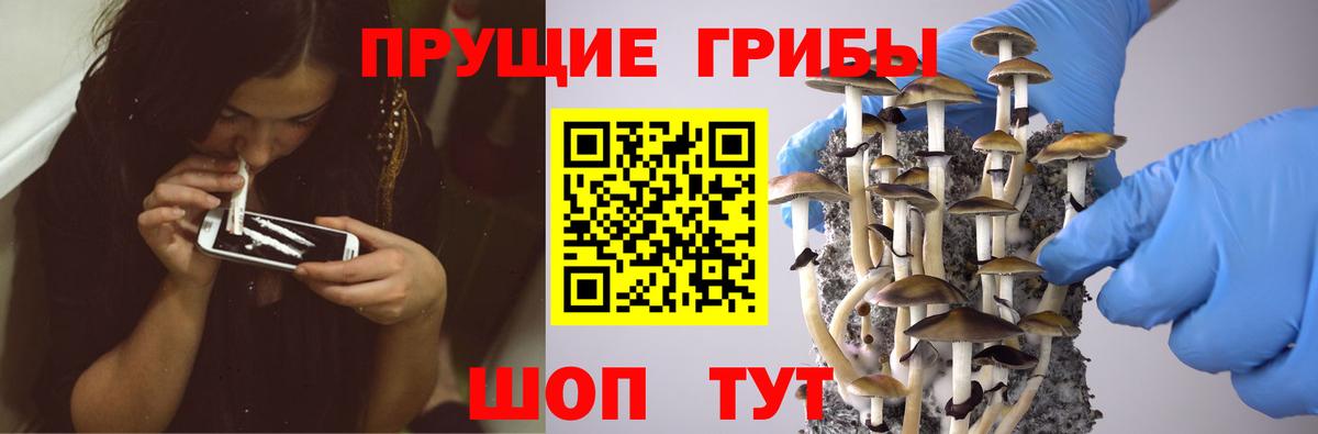 Галлюциногенные грибы Psilocybe  Вход с VPN  Галлюциногенные грибы прущие грибы  сколько стоит  Строитель 